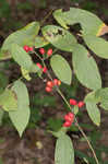 Southern spicebush <BR>Pondberry